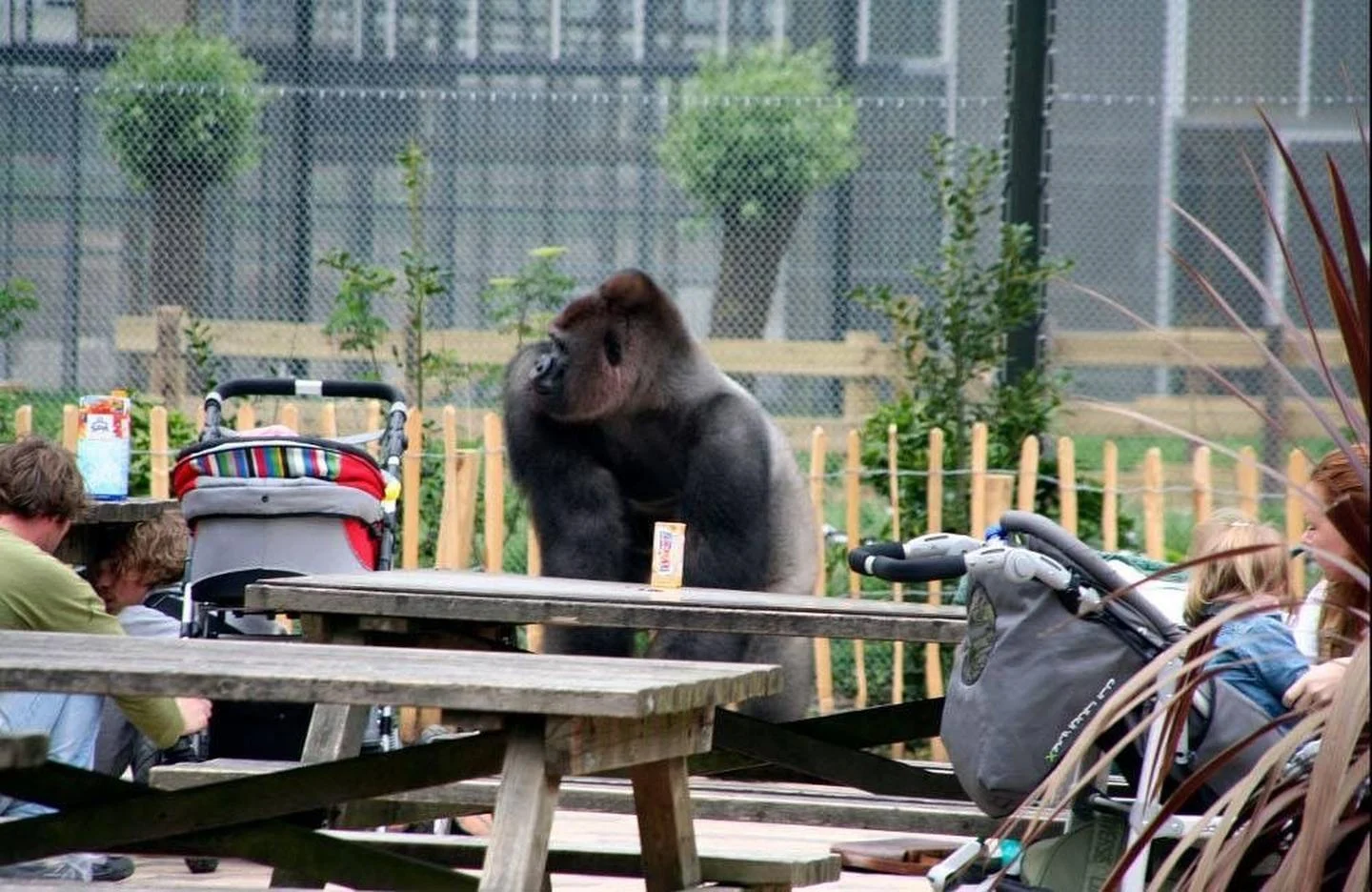 Nieuwsbeeld van Bokito-incident