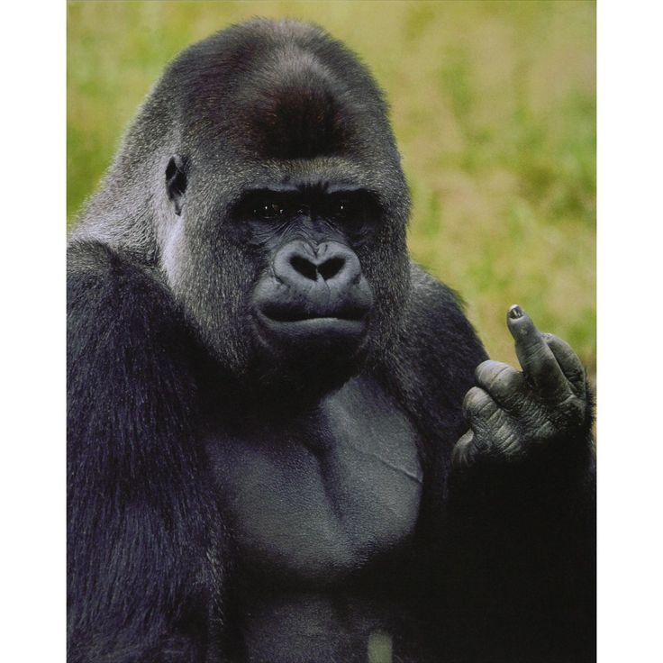 Gorilla die lacht
