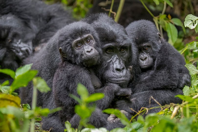 Groep gorilla's