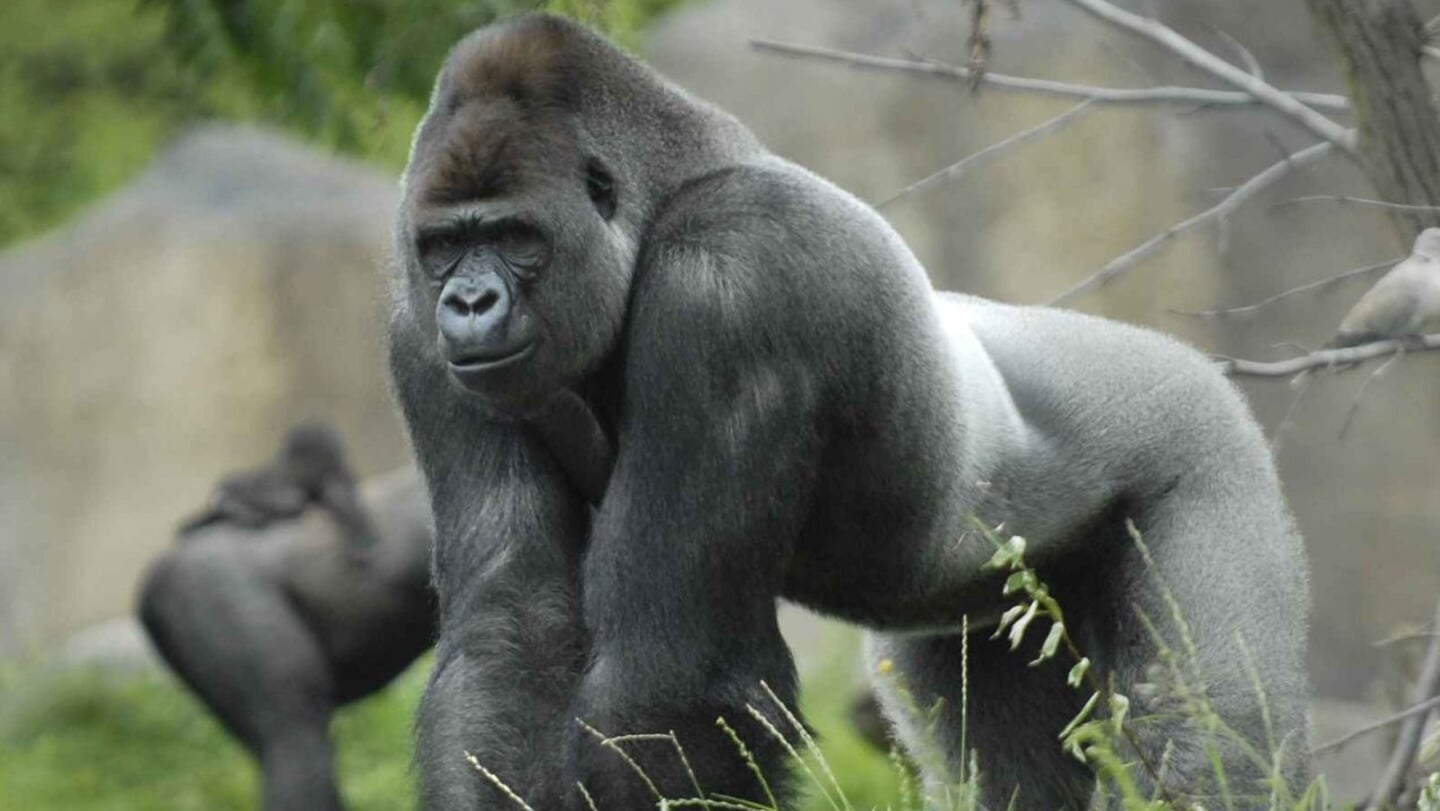 Bokito in Diergaarde Blijdorp